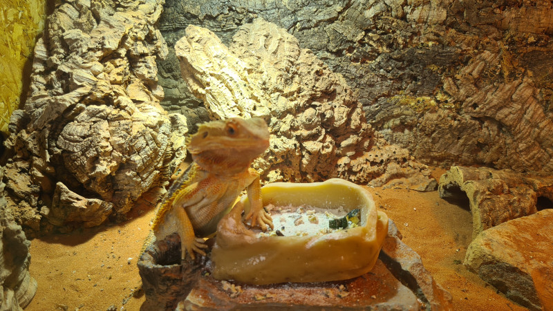 ANNA unsere Bartagame